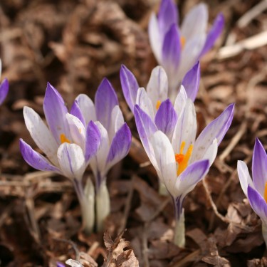 Crocus vernus 'Purple Desire'