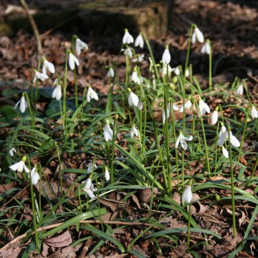 Galanthus 'Baytop's rizehensis'
