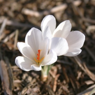 Crocus asumaniae