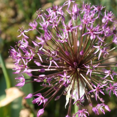 Allium sarawschanicum 'Bright Boy'