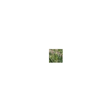 Allium cepa var. viviparum