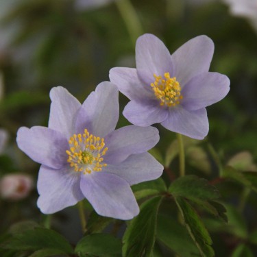 Anemone nemorosa 'Lismore Blue'