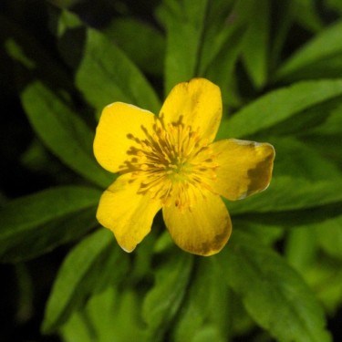 Anemone ranunculoides 'Antiesen'