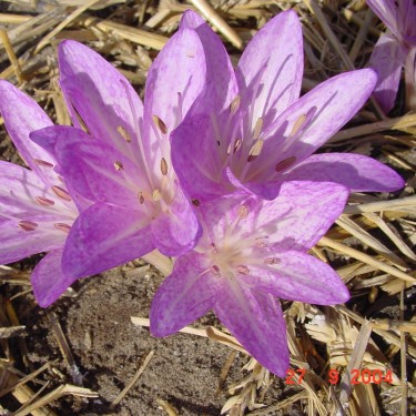 Colchicum macrophyllum