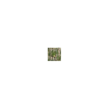 Allium cepa var. viviparum
