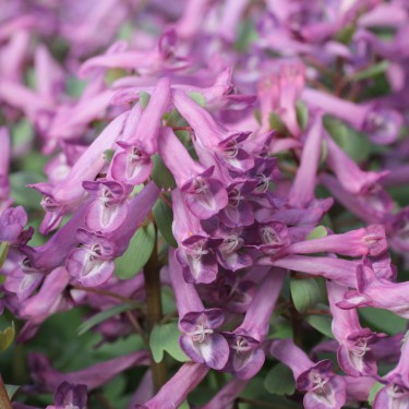 Corydalis solida 'Blue Dream'