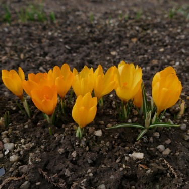 Crocus cvijcii