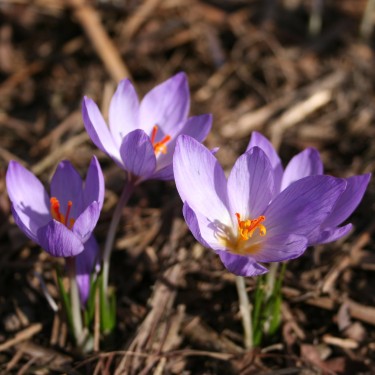 Crocus thomasii