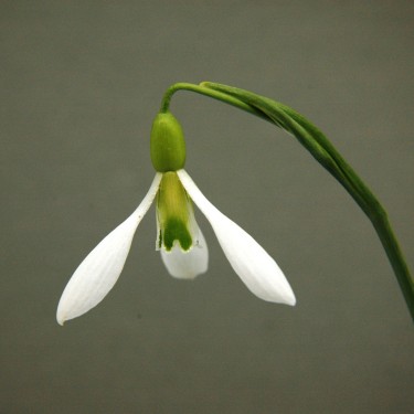 Galanthus 'Duckie'