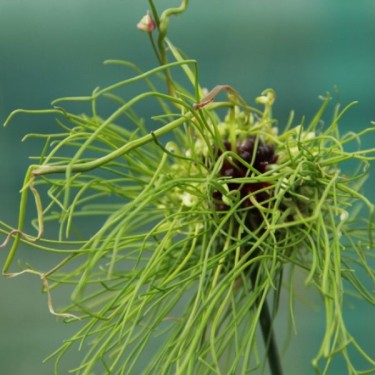 Allium 'Hair' Allium 'Hair'