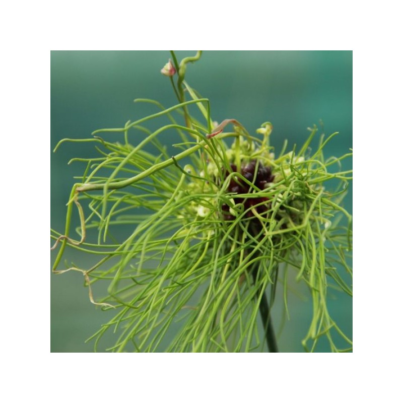 Allium 'Hair' Allium 'Hair'