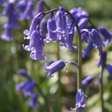Hyacinthoides non-scripta 'Wavertree'