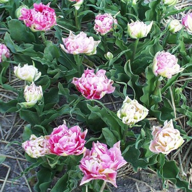 Tulipa 'Madame Testout'