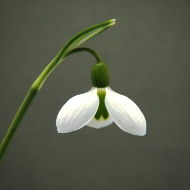 Galanthus 'Mandarin'