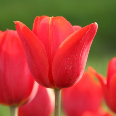 Tulipa 'Admiral Tromp'
