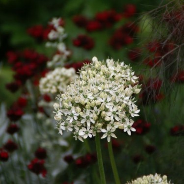 Allium nigrum Allium nigrum
