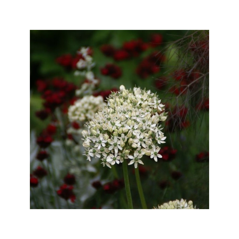 Allium nigrum Allium nigrum