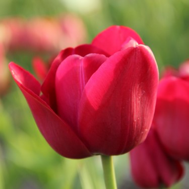 Tulipa 'Archeron'
