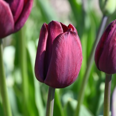 Tulipa 'Fulton'