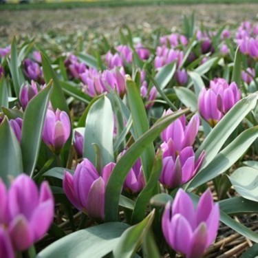 Tulipa humilis 'Magenta Queen'
