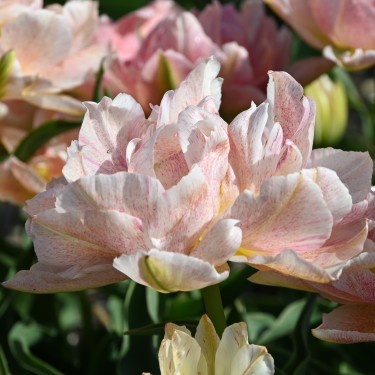Tulipa 'Pompadour'