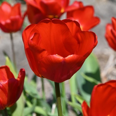 Tulipa 'Prince of Austria'