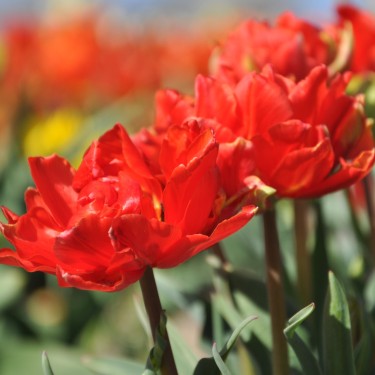 Tulipa 'Vuurbaak'