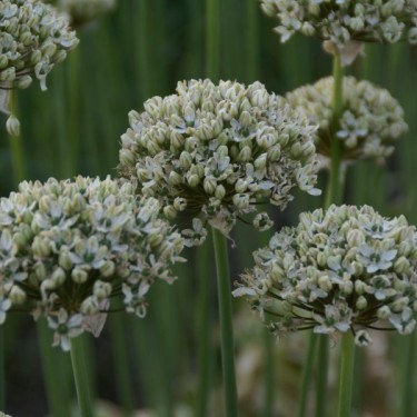 Allium nigrum Allium nigrum