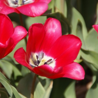 Tulipa 'Proserpine'