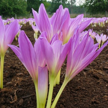 Colchicum 'Gothic Style'