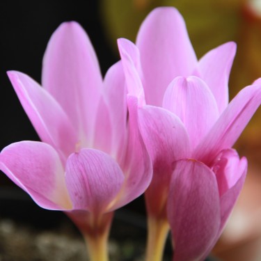 Colchicum giganteum