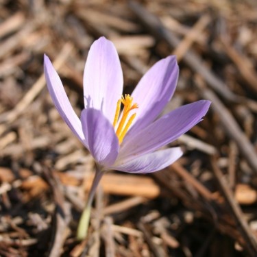 Crocus salzmannii (clone, all segments outside with purple lines)
