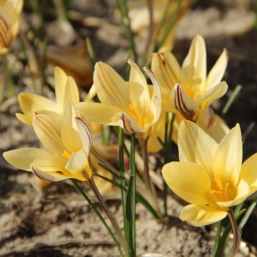 Crocus x leonidii