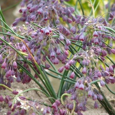 Allium sivasicum