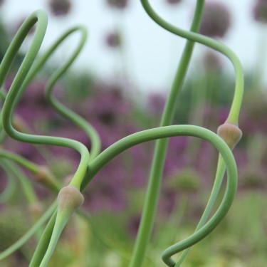 Allium tuncelianum