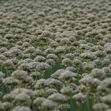 Allium nigrum Allium nigrum