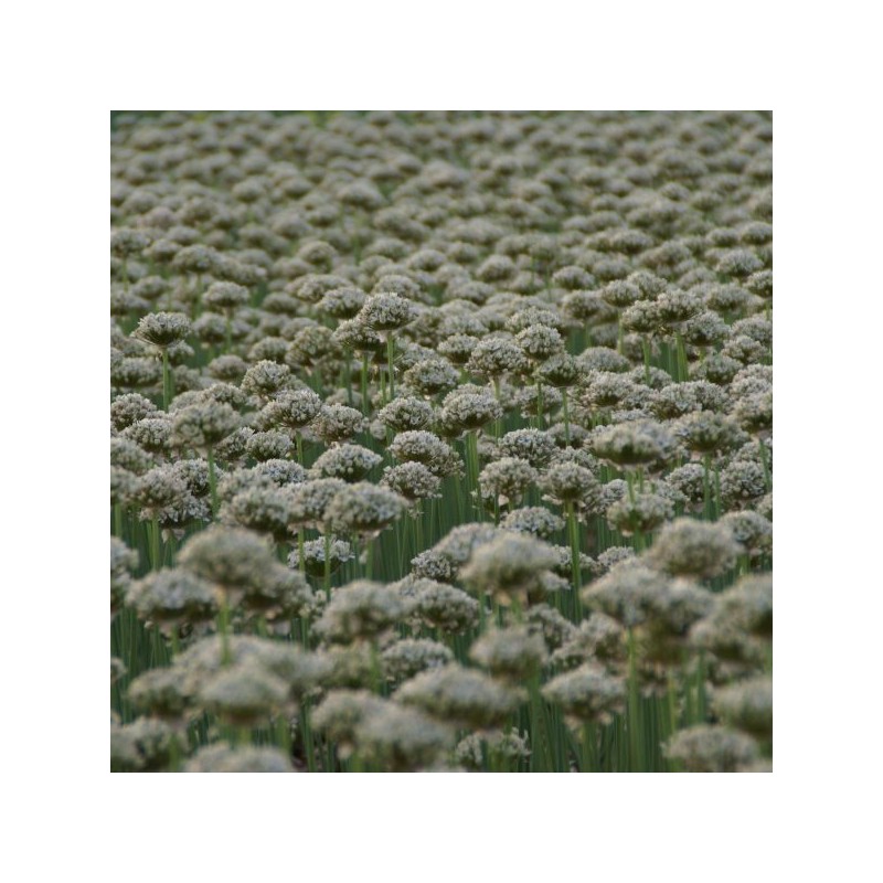 Allium nigrum Allium nigrum