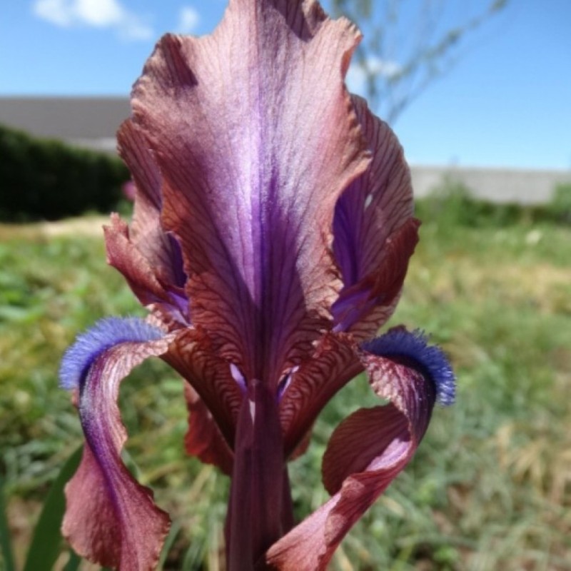 Iris x 'Vera'