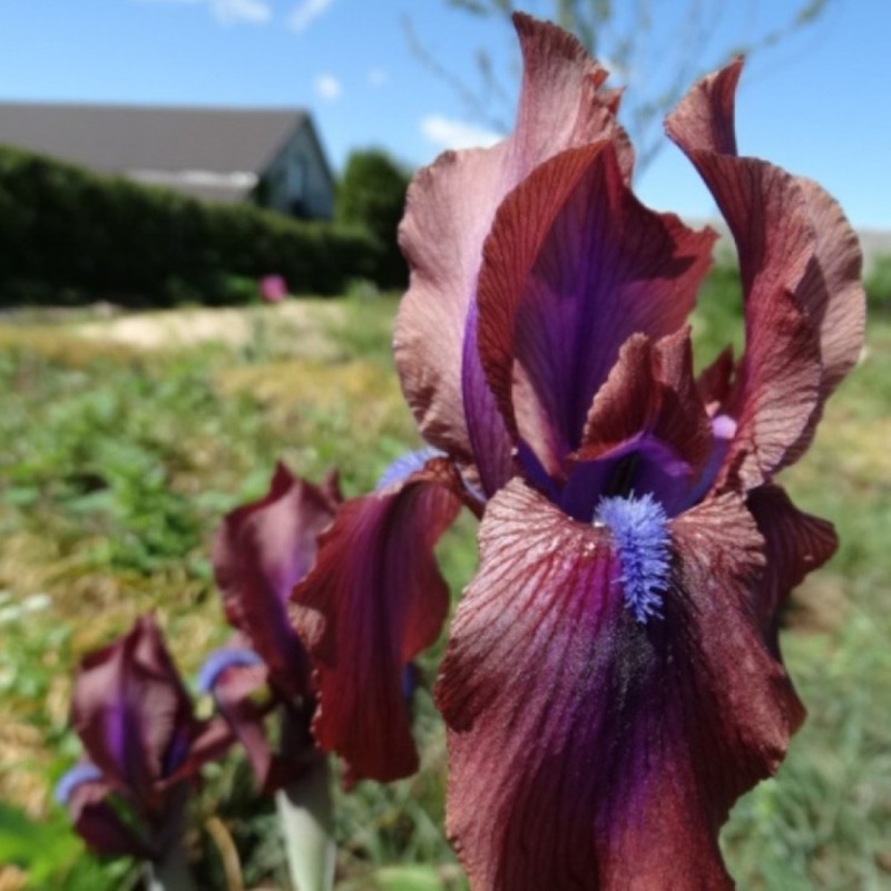 Iris x 'Vera'
