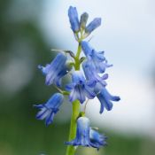 Brimeura amethystina