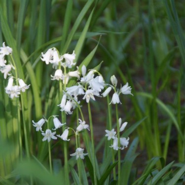 Brimeura amethystina 'Alba'