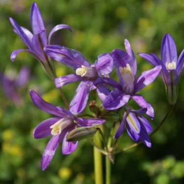 Brodiaea californica