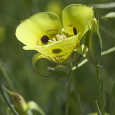 Calochortus 'Golden Orb'