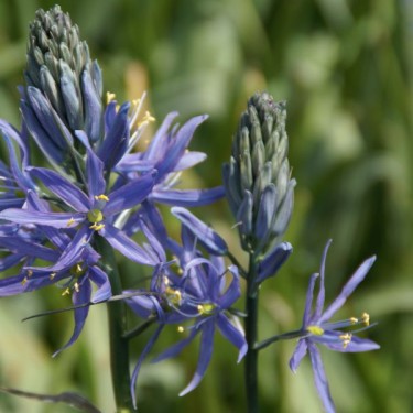 Camassia leichtlinii 'Caerulea' Camassia leichtlinii 'Caerulea'