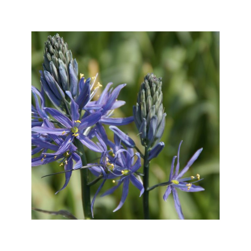 Camassia leichtlinii 'Caerulea' Camassia leichtlinii 'Caerulea'