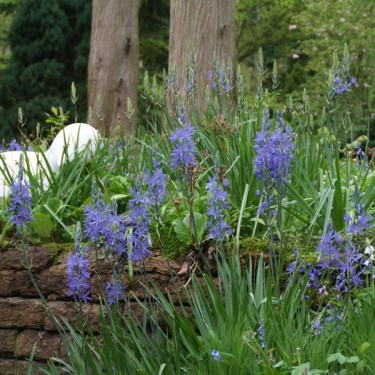 Camassia leichtlinii 'Caerulea' Camassia leichtlinii 'Caerulea'