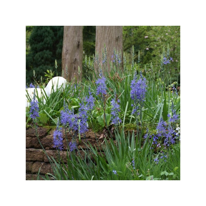 Camassia leichtlinii 'Caerulea' Camassia leichtlinii 'Caerulea'