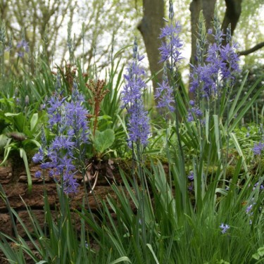 Camassia leichtlinii 'Caerulea' Camassia leichtlinii 'Caerulea'