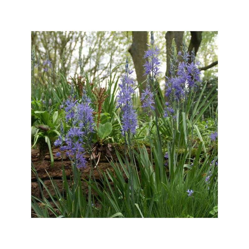 Camassia leichtlinii 'Caerulea' Camassia leichtlinii 'Caerulea'