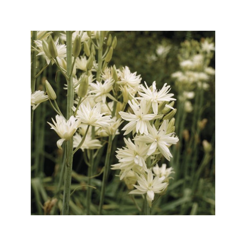 Camassia leichtlinii 'Semiplena' Camassia leichtlinii 'Semiplena'